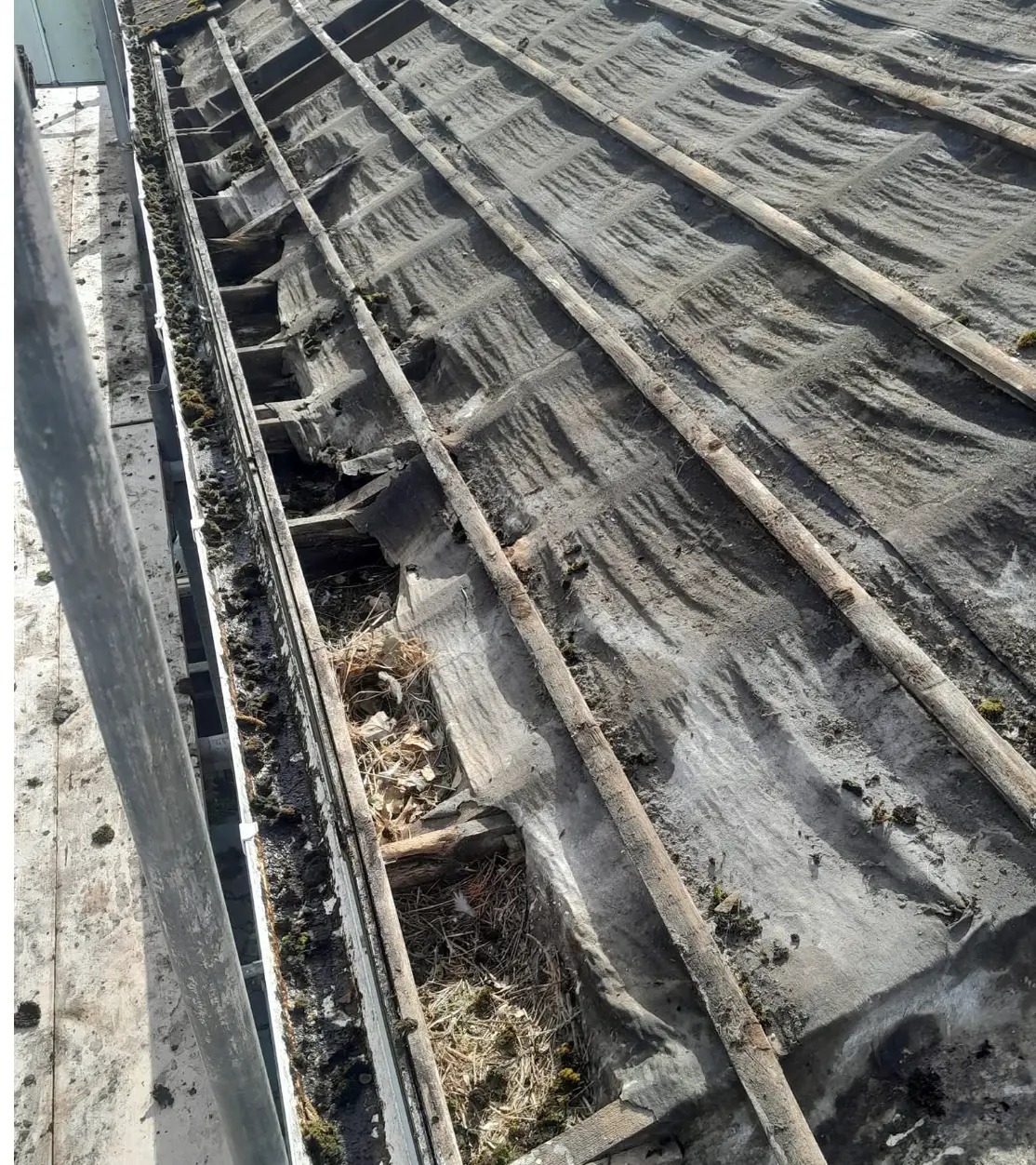 Old roof stripped to bare battens with debris and nesting material in the gutter line